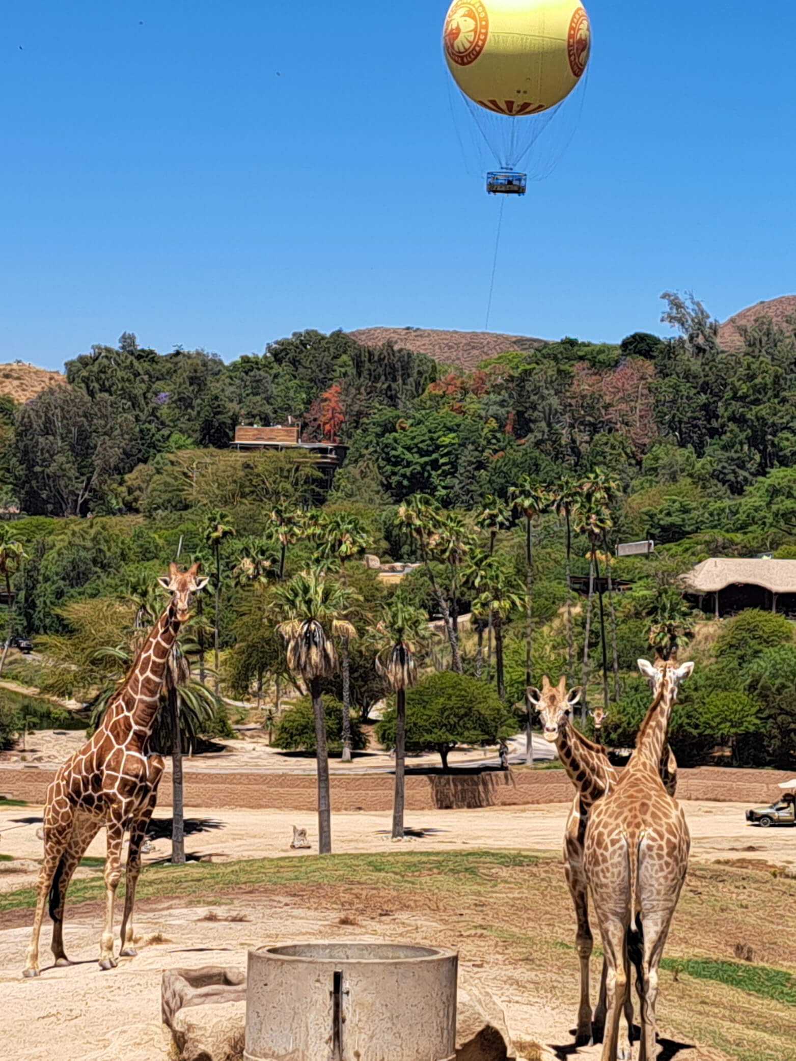 Three giraffes and the iconic air balloon at the Safari Park in Escondido, CA